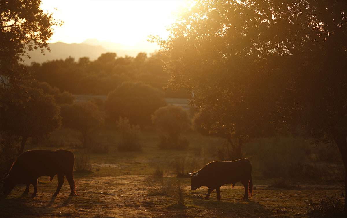 Toros