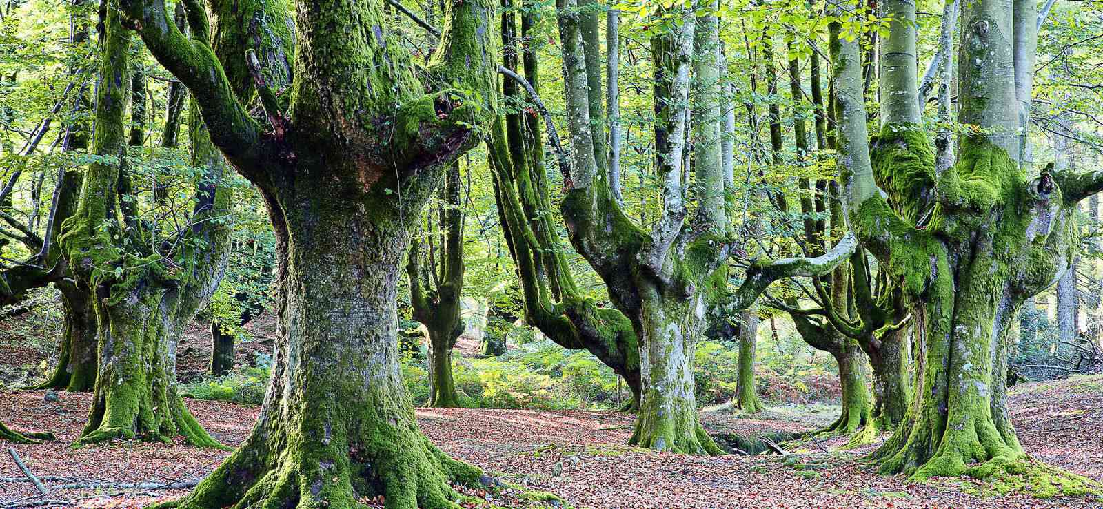 Basque Country