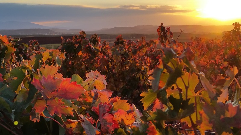 Ribera del Duero