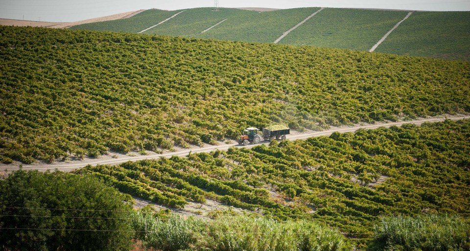 Bodega Barbadillo