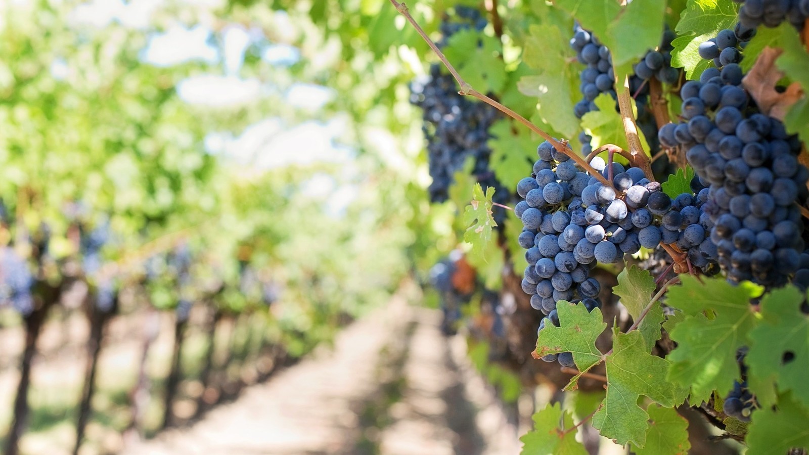 Ribera del Duero llegada