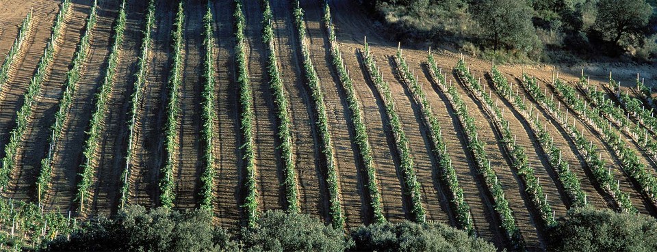 Viñas