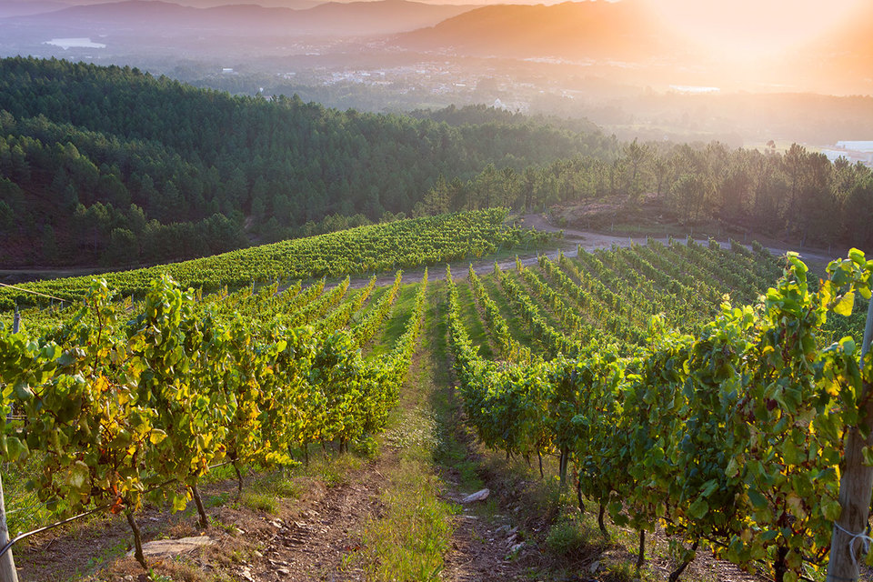 Vineyards