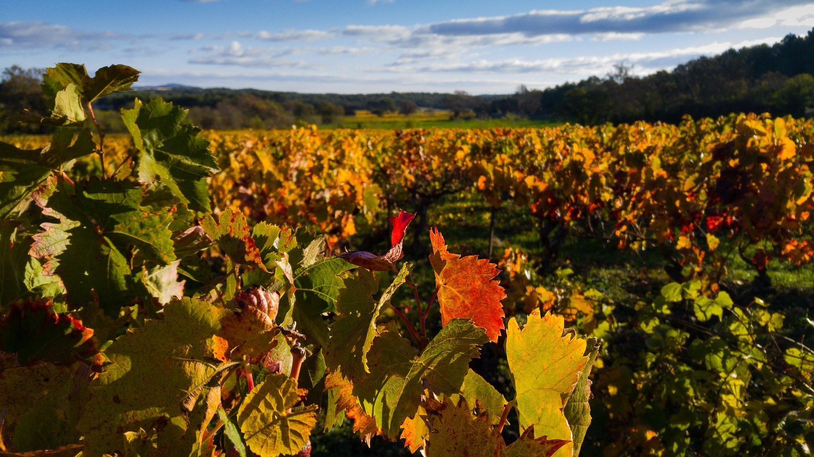 El Bierzo llegada